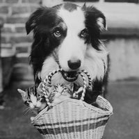 A Dog Collie with Kittens