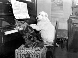 Cat and Dog playing Piano