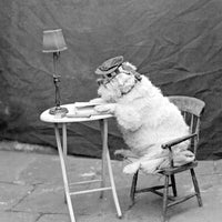 Chum (reading dog)