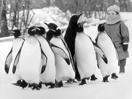Pick up a Penguin