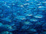 Unterwasserwelt III