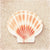 Scallop Shell von Carolyn Cochrane