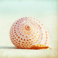 Seashell Voices von Carolyn Cochrane