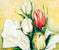 Tulipa Antica