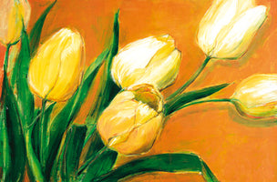 Tulipa Nova