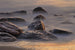 Sylt II