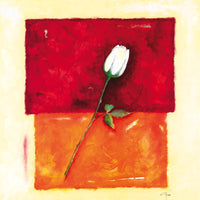 Single Rose
