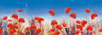 Poppy Landscape