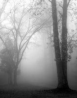 November Fog von Nicolas Bell