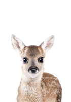 Baby Deer von Kathrin Pienaar