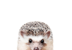 Peeking Hedgehog von Kathrin Pienaar