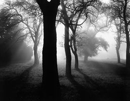 Bäume im Nebel I