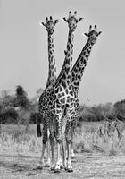 Giraffes Three