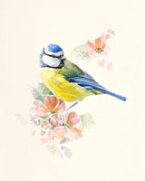 Blue Tit von Hilary Mayes