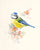 Blue Tit von Hilary Mayes