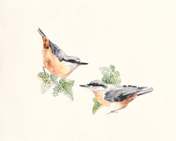 Nuthatches von Hilary Mayes