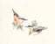 Nuthatches von Hilary Mayes