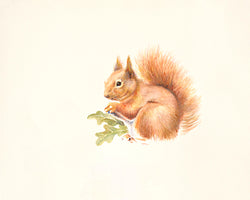 Red Squirrel von Hilary Mayes