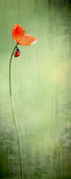 Anna Cseresnjes - Ladybug on Red Poppy