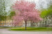 Arne Ostlund - Japanese Cherry Tree in Eskil's Park