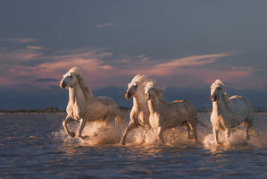 Anton Rostovskiy - White Horses Running