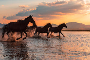 Barkan Tekdogan - Wild Horses Sunset Run