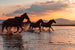 Barkan Tekdogan - Wild Horses Sunset Run