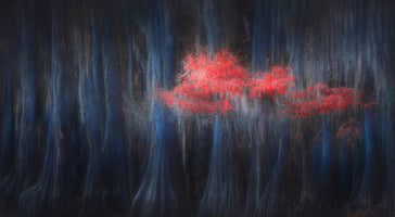Catherine Wang  - Caddo Lake 11