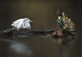 Catherine Wang  - On the Log