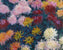 Claude Monet - Chrysanthemen I