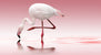Doris Reindl - Flamingo