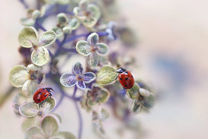 Ellen van Deelen - Ladybugs on Soft Flowers