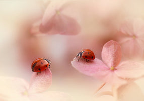 Ellen van Deelen - Ladybugs on Pink Petals