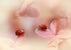 Ellen van Deelen - Ladybugs on Pink Petals