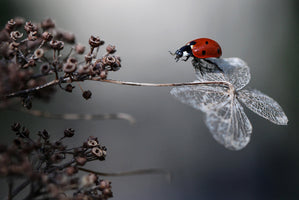 Ellen van Deelen - Red Ladybug Serenity