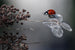 Ellen van Deelen - Red Ladybug Serenity