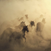 Huseyin Taşkın - Wild Horses Galloping