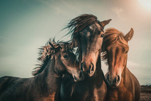 Marcus Hennen - Wild Horse Family