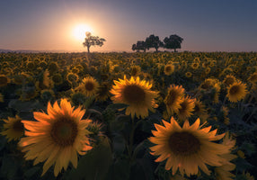 Aidong Ning - Sunflower field
