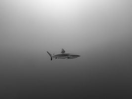 Serge Melesan  - Rangiroa deep