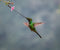 Sheila Xu - A Sword-billed Hummingbird