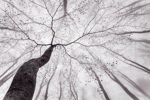 A view of the tree crown - Tom Pavlasek