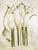 White Callas - Heidi Gerstner