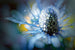Eisdistel - Renate M. Schmidt