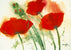 Coquelicots au vent I - Marthe