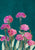 Carnations I - Sarah Manovski