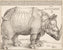 Albrecht  Dürer - Rhinocerus