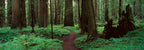 Redwoods Path