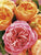Roses I Charles Austin