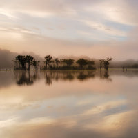 Dawn Mist on the Amazon